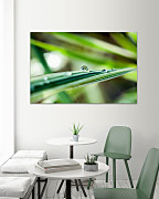 Obraz Rosa na liste 1680